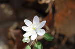 Rue anemone <BR>Windflower